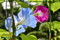 アサガオの花、光を透かして。(24.7.9)