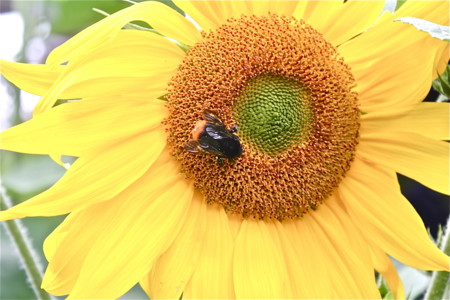 ヒマワリに訪れて、花粉を集める蜂。(24.7.15)