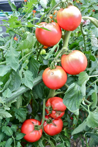トマトも よく生ります Yatsugatakeのブログ