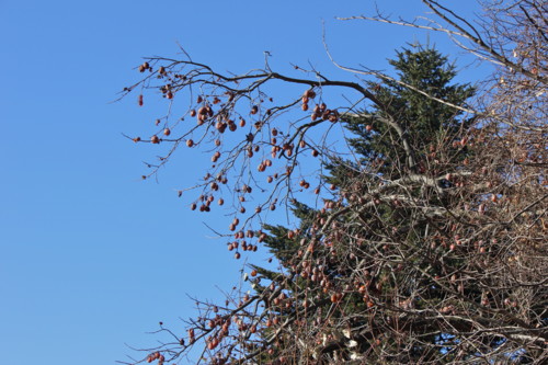 f:id:yatsugatake:20121224094958j:image f:id:yatsugatake:20121224094958j:image