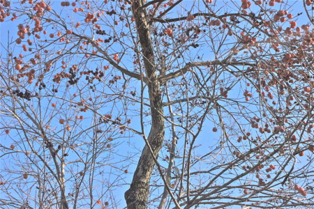 f:id:yatsugatake:20121224100921j:image f:id:yatsugatake:20121224100921j:image