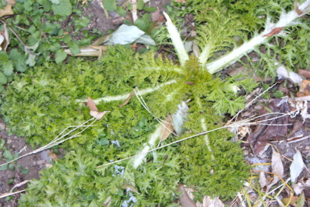 f:id:yatsugatake:20121225120044j:image f:id:yatsugatake:20121225120044j:image