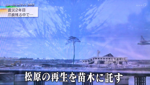 「松原の再生を苗木に託す」