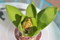 動き始めた「ヒヤシンス」の花芽。(25.1.29)