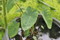 里芋の花の上に、水玉…。(
