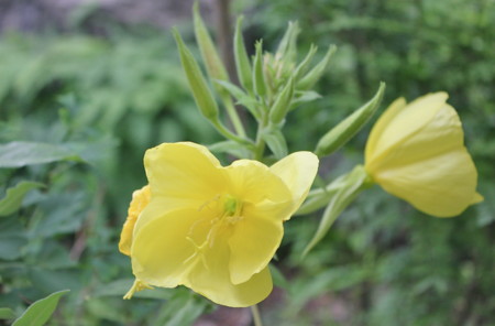 朝、開いたままの「オオマツヨイグサ」の花。(25.6.26)