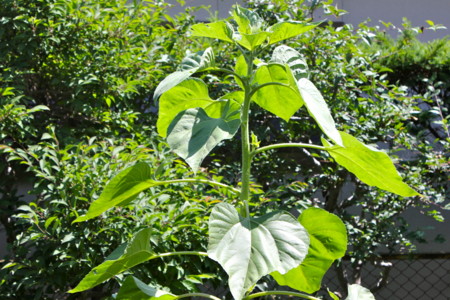 f:id:yatsugatake:20130708134004j:image