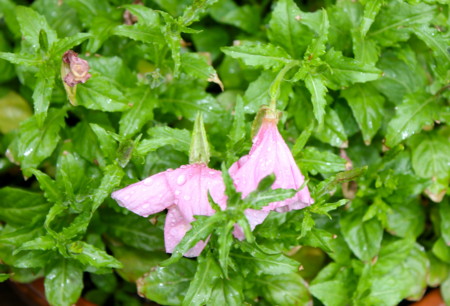 個別 雨に打たれ ピンクに変わり萎んだ ツキミソウ 月見草 25 7 29 8 の写真 画像 Yatsugatake S Fotolife 個別 雨に打たれ ピンクに変わり萎んだ ツキミソウ 月見草 25 7 29 8 の写真 画像 Yatsugatake S Fotolife