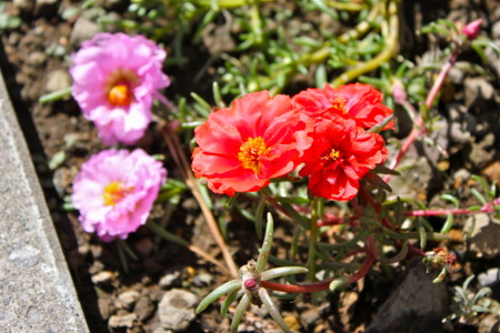 小さいながら、豪華な感じの「マツバボタン（松葉牡丹）」の花。(25.9.