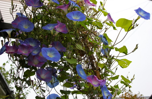 萎まずに赤みを増した「朝顔」の花。(25.10.15)(13:10)