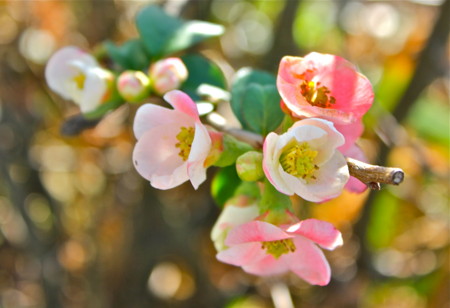 f:id:yatsugatake:20131117142349j:image f:id:yatsugatake:20131117142349j:image