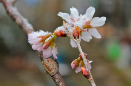 「ケイオウザクラ（啓翁桜）」の花びらにも雪が…。(26.4.6)