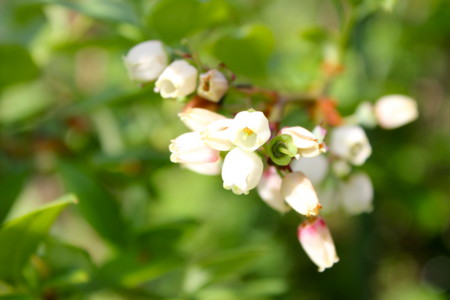 清々しさを際立たせる「ブルーベリー」の花。(26.5.24)