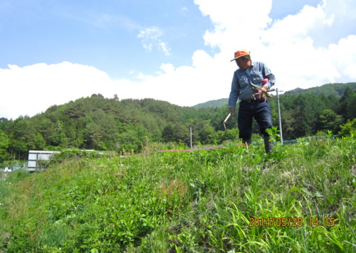 土手に育つ、「山野草」。(26.5.28)