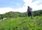 土手に育つ、「山野草」。(26.5.28)