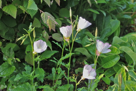 雨粒が見える、「ヒルザキツキミソウ（昼咲き月見草）」の花。(26.5.31)