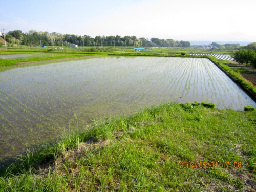 田植えが済んだ、水田。(26.5.31)