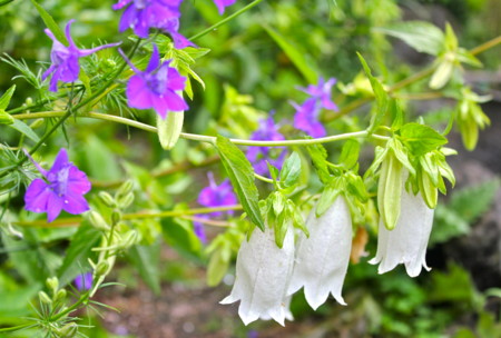 個別 梅雨空に似合う 雨降り花 ホタルブクロ 26 7 3 の写真 画像 Yatsugatake S Fotolife