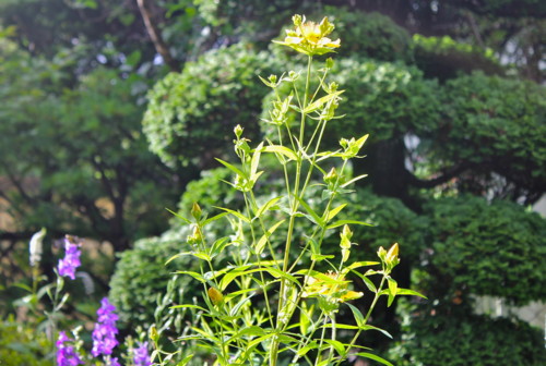 咲き始めた「トモエソウ（巴草）」の花。(26.7.10)