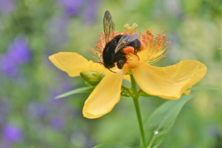 巴草の花に「黒丸花蜂」が…。