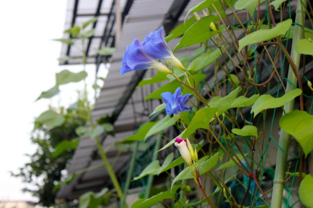 まだ開き切らない「ヘヴンリーブルー」朝顔の花。(26.7.16)(5:30)