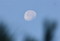 末の梢に、ぽっかり浮かぶ「昨夜・水無月十九日」の残月。(26.7.16)(5:30)