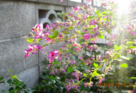 西日を受けて咲く「ハギ（萩）」の花。(26.9.23)