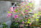 西日を受けて咲く「ハギ（萩）」の花。(26.9.23)