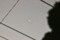 空が明るくなった時の「閏九月二十七日」のお月さま。(26.11.19)(6:16)