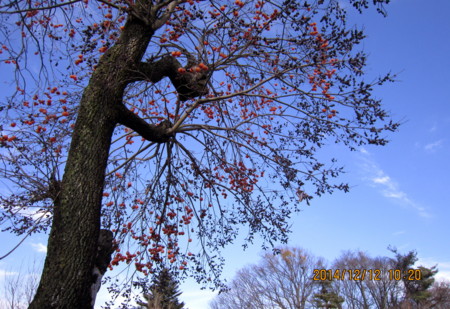 f:id:yatsugatake:20141212102047j:image