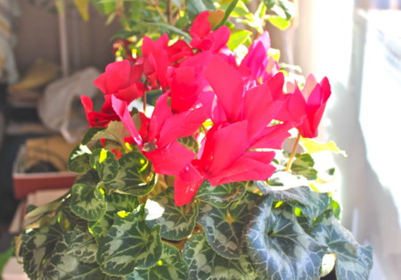 f:id:yatsugatake:20141222085117j:image