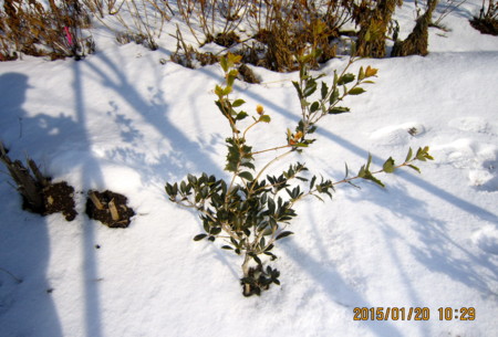 f:id:yatsugatake:20150120102932j:image f:id:yatsugatake:20150120102932j:image