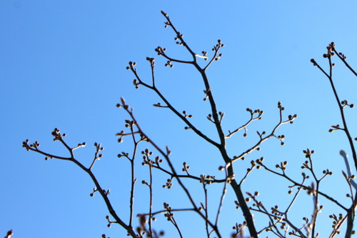 f:id:yatsugatake:20150124112739j:image f:id:yatsugatake:20150124112739j:image