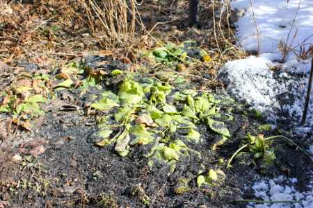 f:id:yatsugatake:20150201113102j:image f:id:yatsugatake:20150201113102j:image