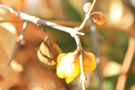 f:id:yatsugatake:20150201142648j:image f:id:yatsugatake:20150201142648j:image
