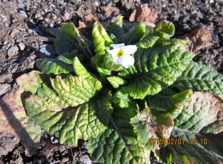 f:id:yatsugatake:20150201151007j:image f:id:yatsugatake:20150201151007j:image