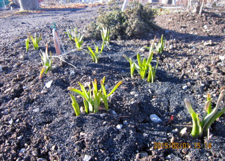 f:id:yatsugatake:20150201151451j:image f:id:yatsugatake:20150201151451j:image