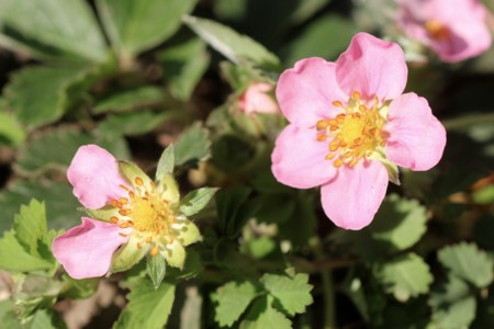 グランドカバー用イチゴの花。(27.4.26)