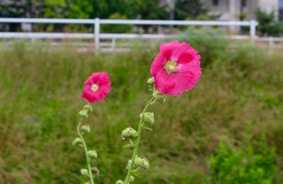 f:id:yatsugatake:20150717111913j:image f:id:yatsugatake:20150717111913j:image