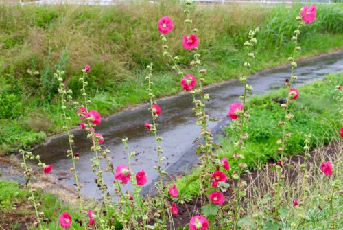 f:id:yatsugatake:20150717111937j:image f:id:yatsugatake:20150717111937j:image