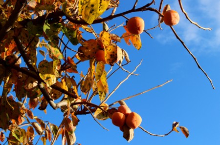 f:id:yatsugatake:20151028155744j:image f:id:yatsugatake:20151028155744j:image