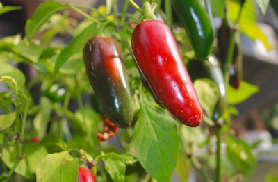 f:id:yatsugatake:20151107083403j:image