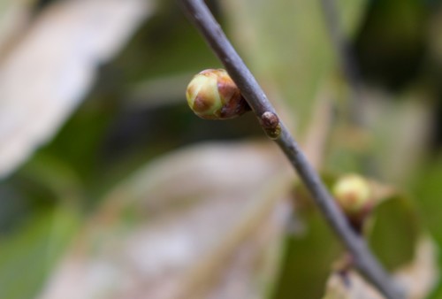 f:id:yatsugatake:20151213084753j:image f:id:yatsugatake:20151213084753j:image