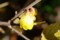 季節外れに咲いた「ロウバイ（蠟・蝋梅）」の花。(27.12.19)