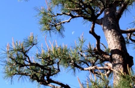 ザイフリボク'（采振木）・シデザクラ（四手桜）」が青空に映えて