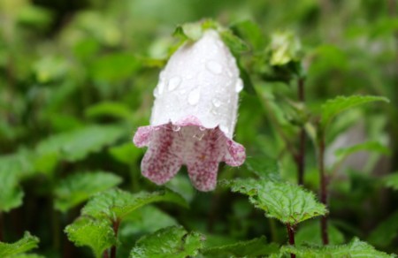 個別 雨から内側を護る 釣鐘型の花 28 6 16 の写真 画像 Yatsugatake S Fotolife 個別 雨から内側を護る 釣鐘型の花 28 6 16 の写真 画像 Yatsugatake S Fotolife