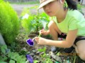 美しい「アサガオ（朝顔）」の花に、テープで目印。(28.8.16)