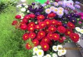 「アスター」の花束つくり。(28.8.24)