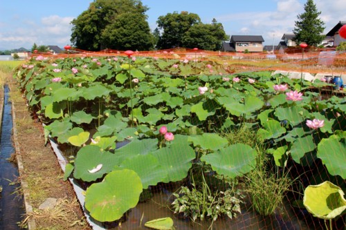 佐久市内の「蓮田」を見学・観賞。(28..8.25)