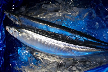 大船渡からの、冷蔵サンマ。(28.9.12)